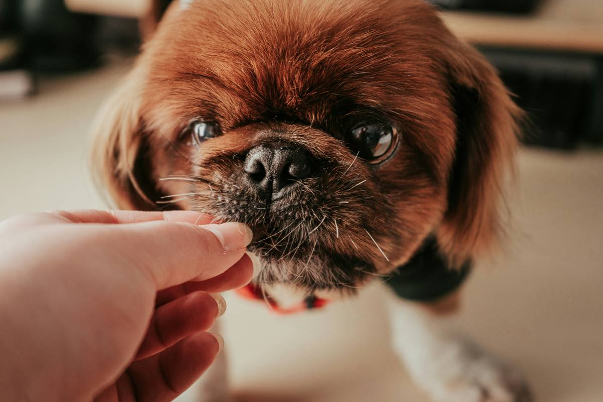 Dosage Guideline Iron How to Increase: 7 Proven Tips to Avoid Costly Mistakes
