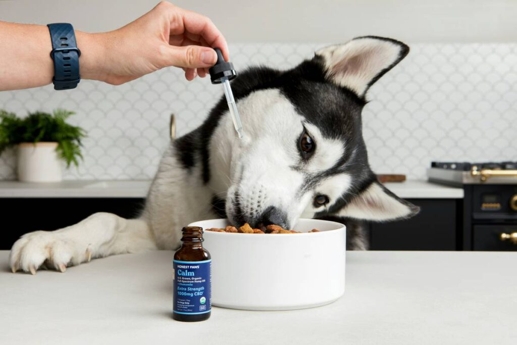 Iron Supplements: 7 Proven Ways to Avoid Dangerous Side Effects in Pets