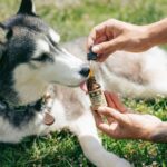 Are Iron Supplements Safe for Dogs: 7 Proven Tips to Avoid Dangerous Mistakes