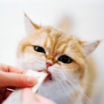 Cat Iron Supplement Dose: 7 Proven Tips to Avoid Dangerous Mistakes