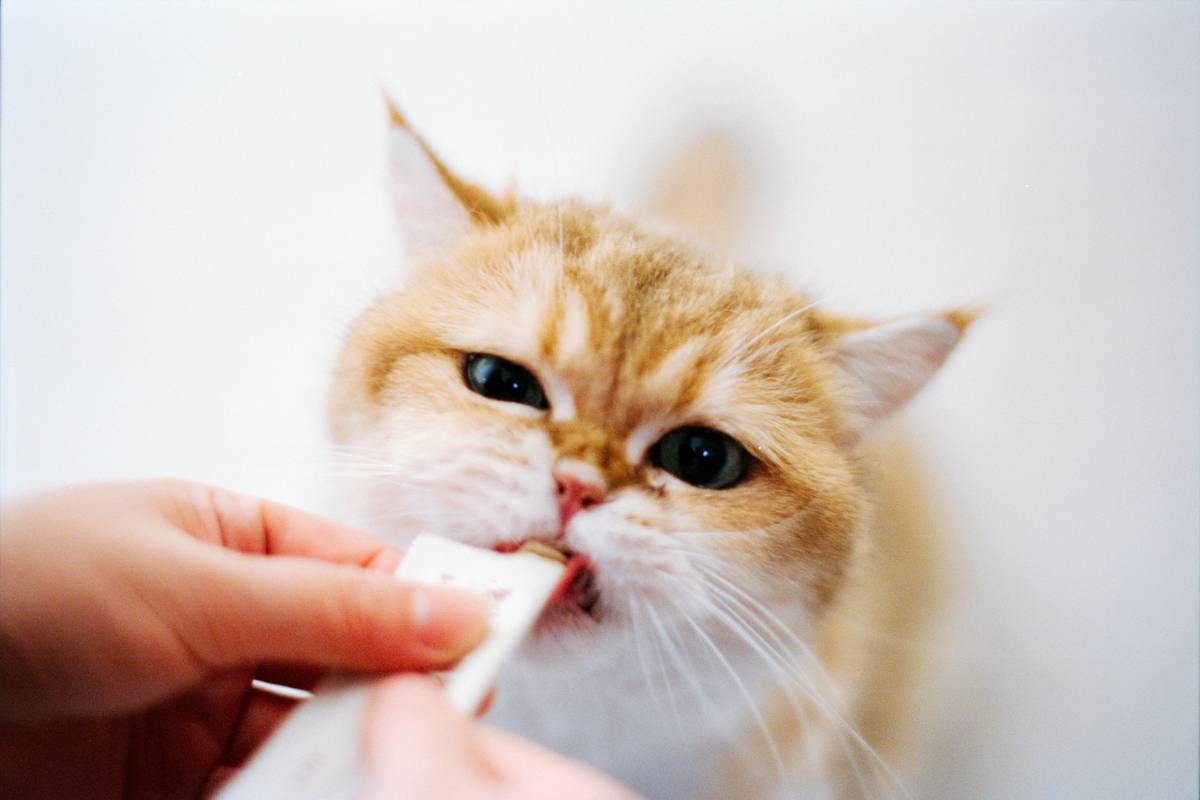 Cat Iron Supplement Dose: 7 Proven Tips to Avoid Dangerous Mistakes