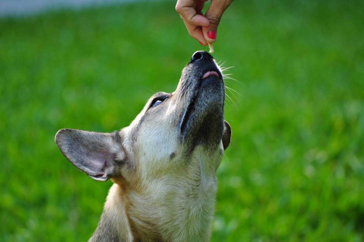 iron dosage for dogs illustrated with measured liquid supplement next to a Labrador
