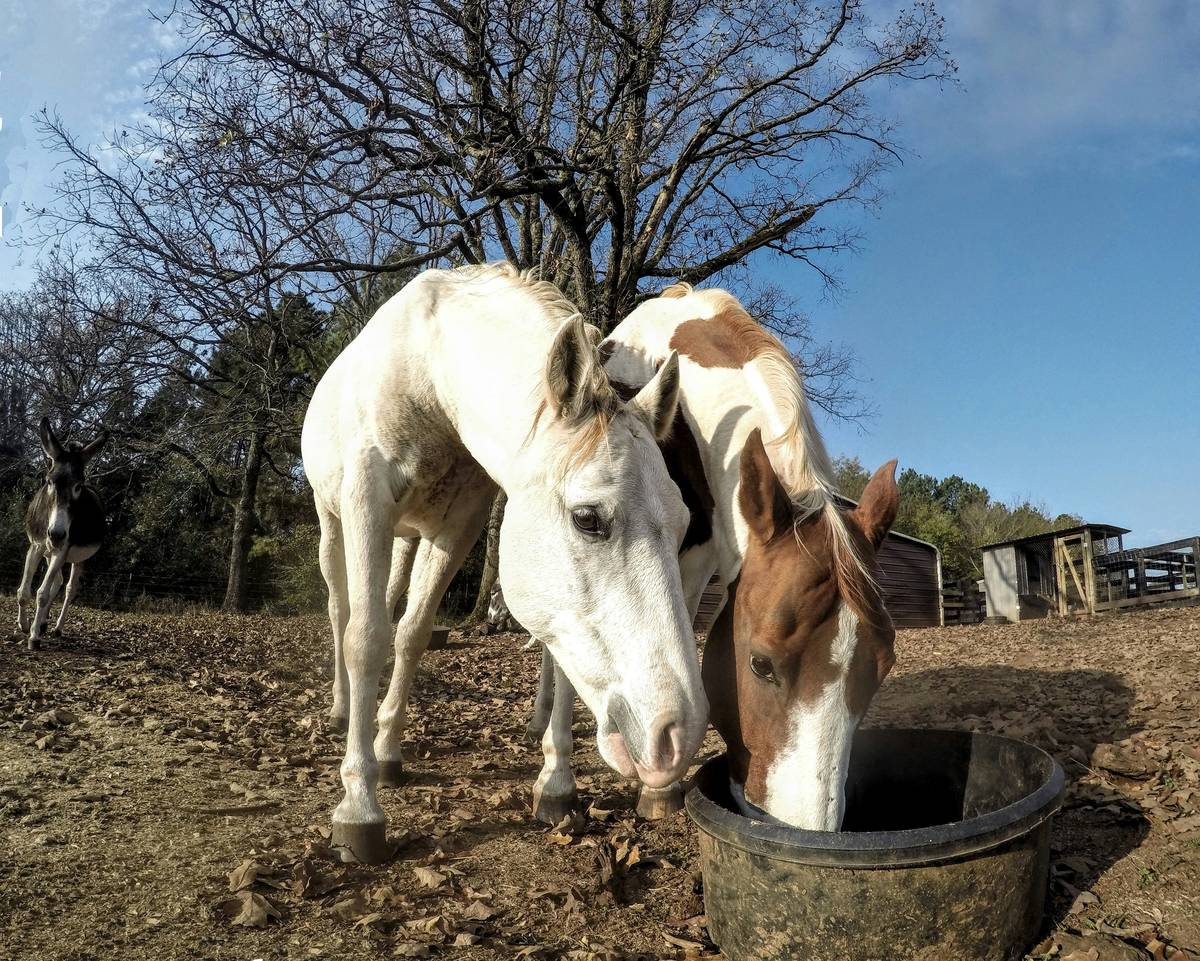 iron supplements for horses being mixed into feed by a gloved hand