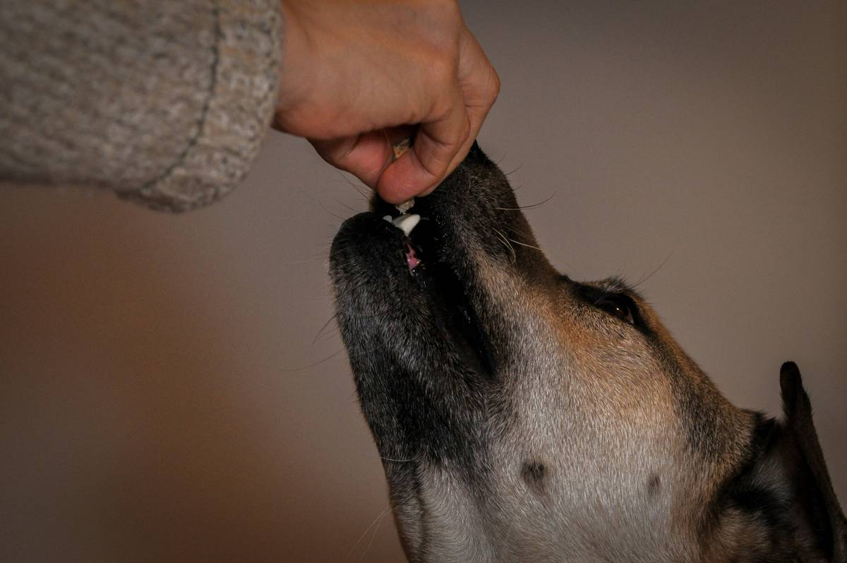 Iron Dosage for Dogs: 7 Essential Tips to Avoid Dangerous Mistakes