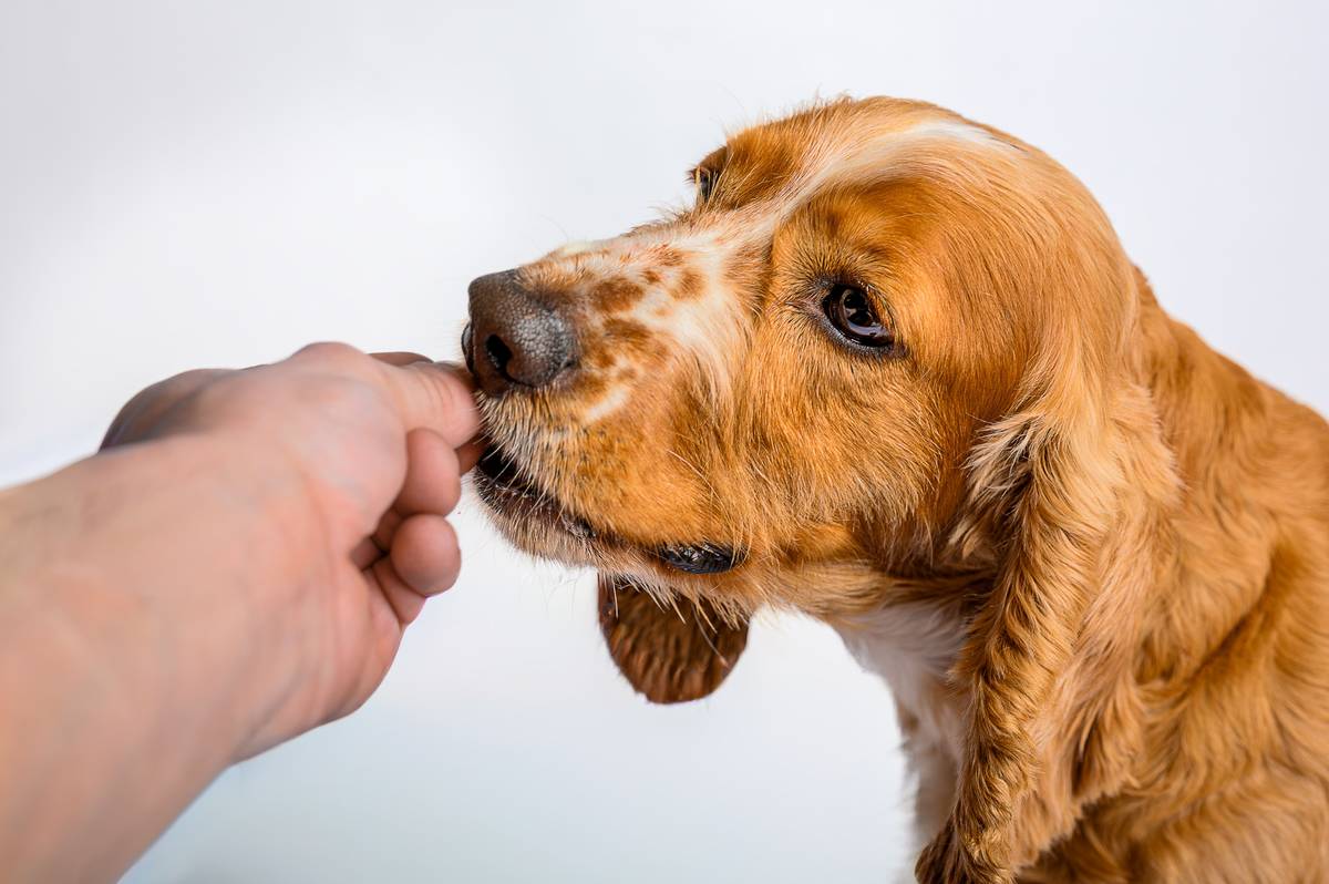 Iron Pills for Dogs: 7 Proven Tips to Avoid Costly Mistakes