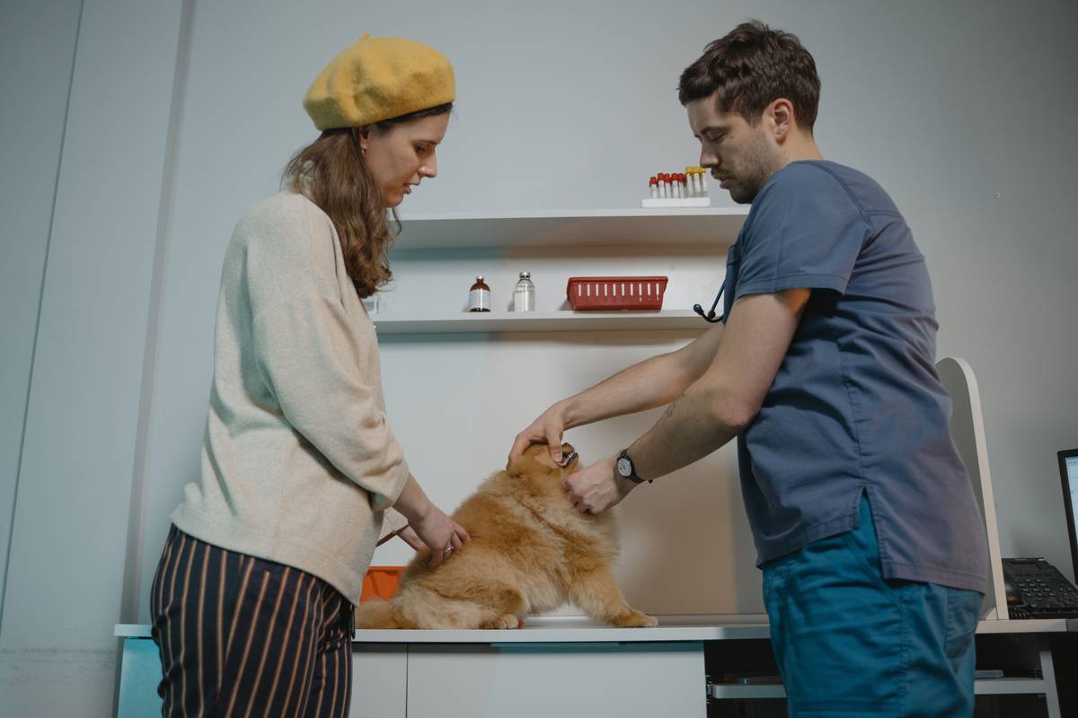Iron Supplements for Anemic Dog: 7 Proven Tips to Avoid Costly Mistakes
