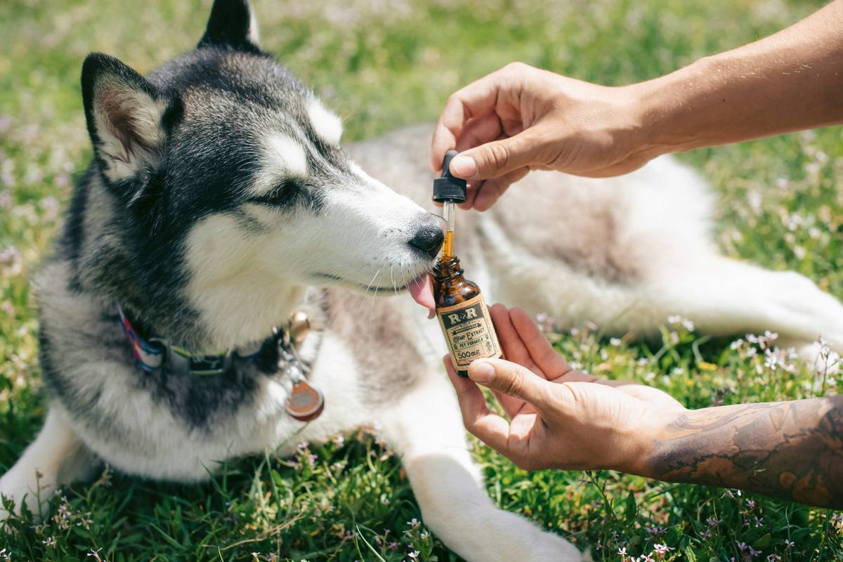 Dog looking distressed next to spilled iron supplement bottle showing iron supplement side effects