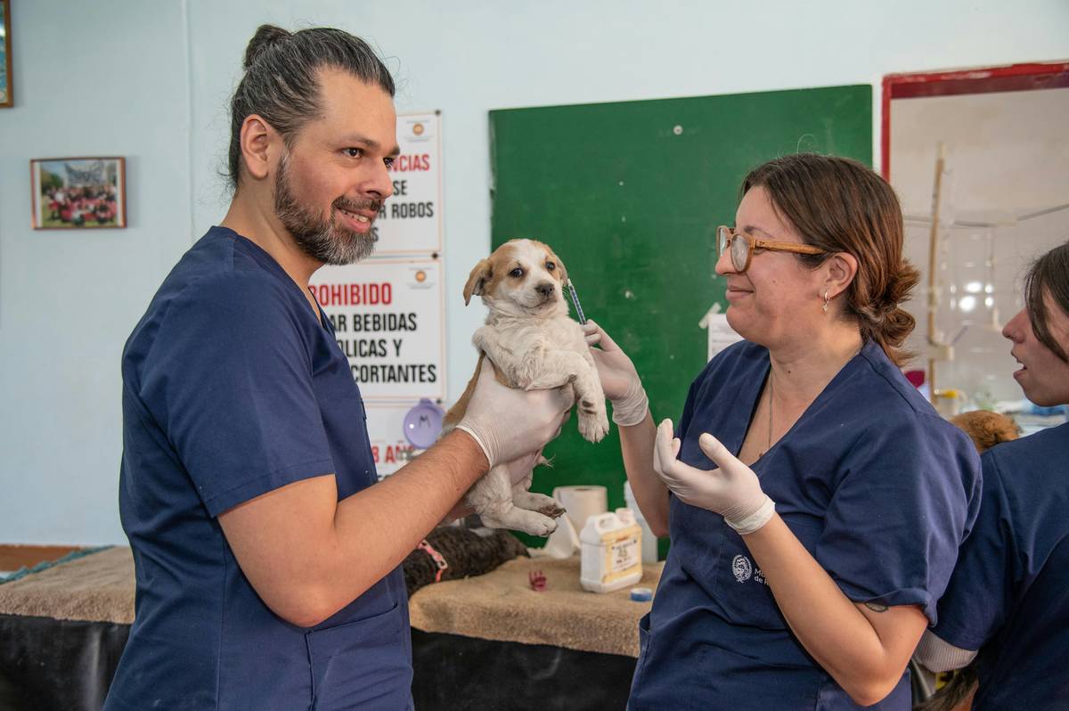 Dog iron supplement dosage being measured with a syringe next to a veterinary chart